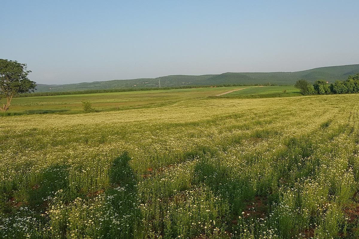 Organic Agriculture in Kosovo