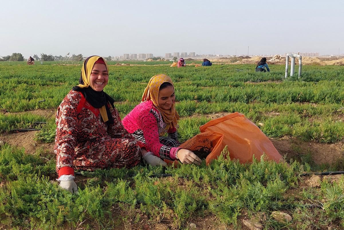 Farmer training programmes in Egypt