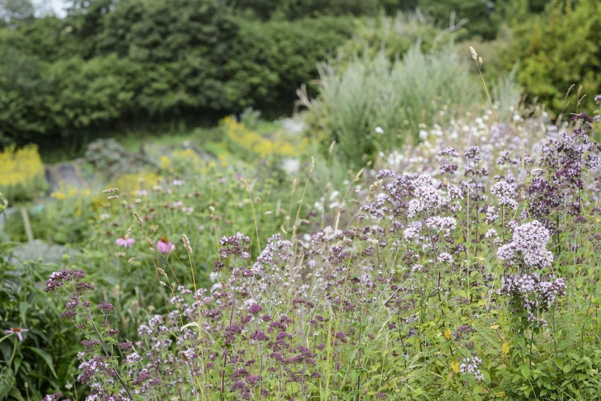 News from the herb field: July