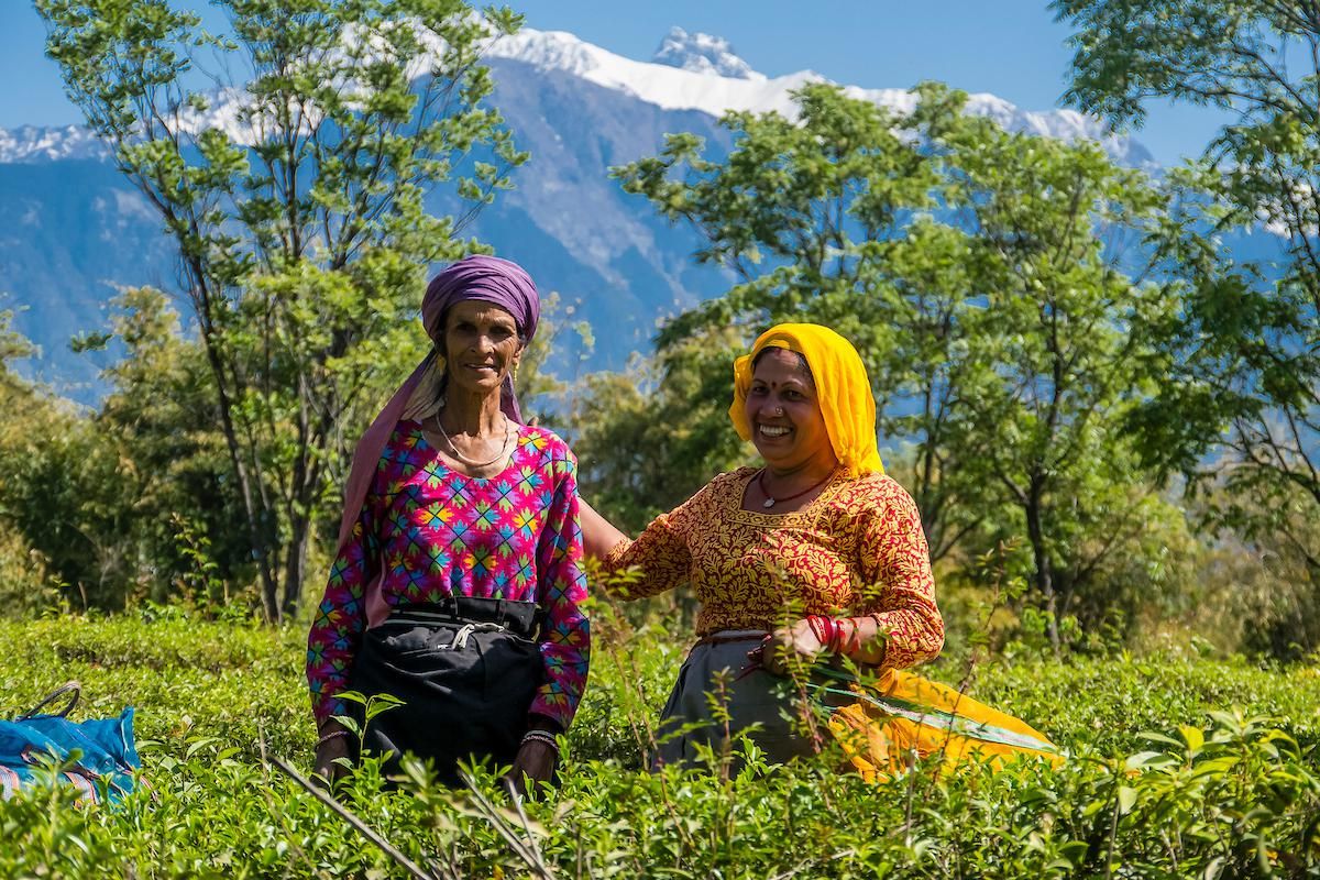 Fairtrade, empowerment and Green tea in Kangra