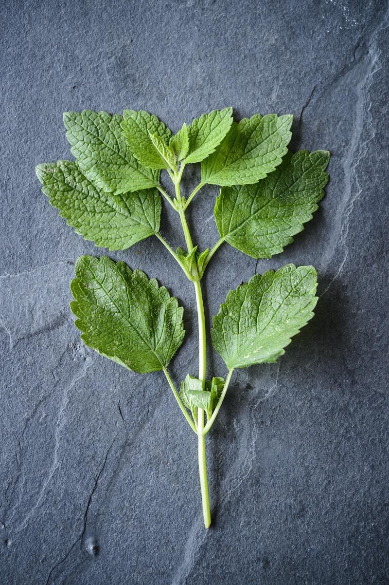 Organic Lemon Balm Herb Organic Herb Trading