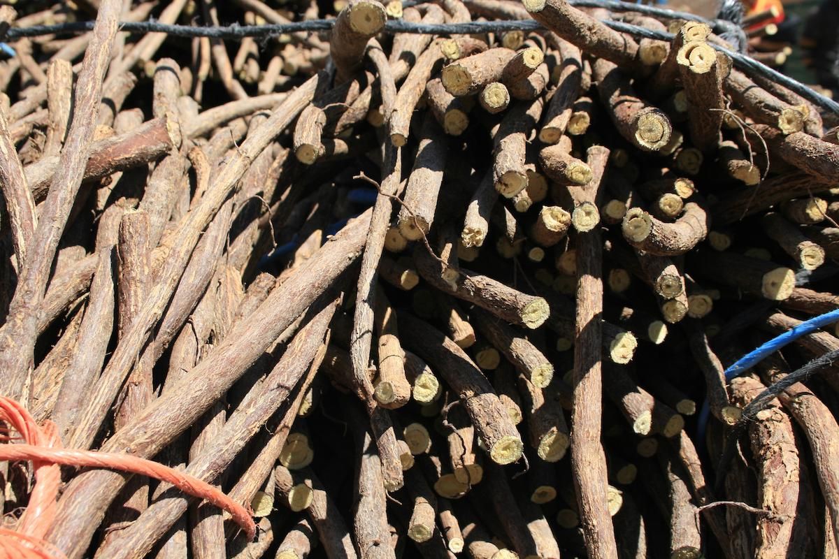 Organic Aniseed, Fennel & Liquorice Tea Organic Herb Trading