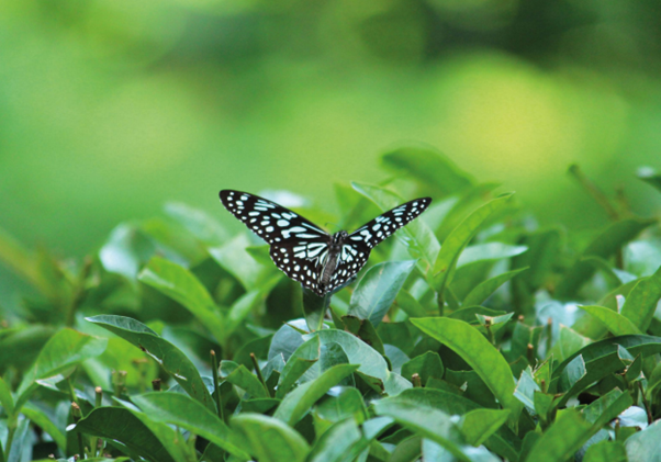 A Blue Jay Butterfly thriving in TPI's organic gardens (wildlife images courtesy of Satya Deep Gurung and Noel Fanning)