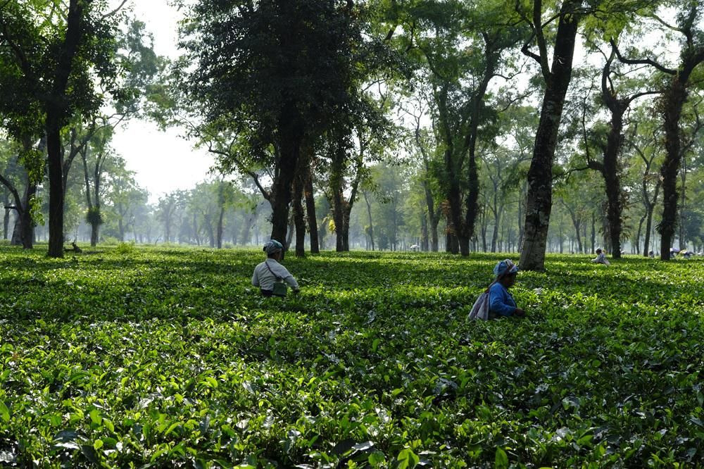 Putharjhora biodynamic tea garden