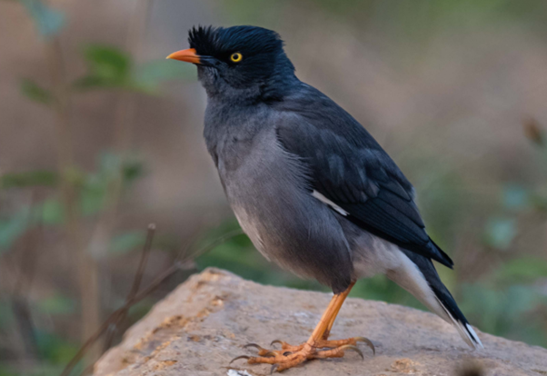 A Jungle Myna bird spotted in the Chardwar tea garden, Assam (wildlife images courtesy of Satya Deep Gurung and Noel Fanning)